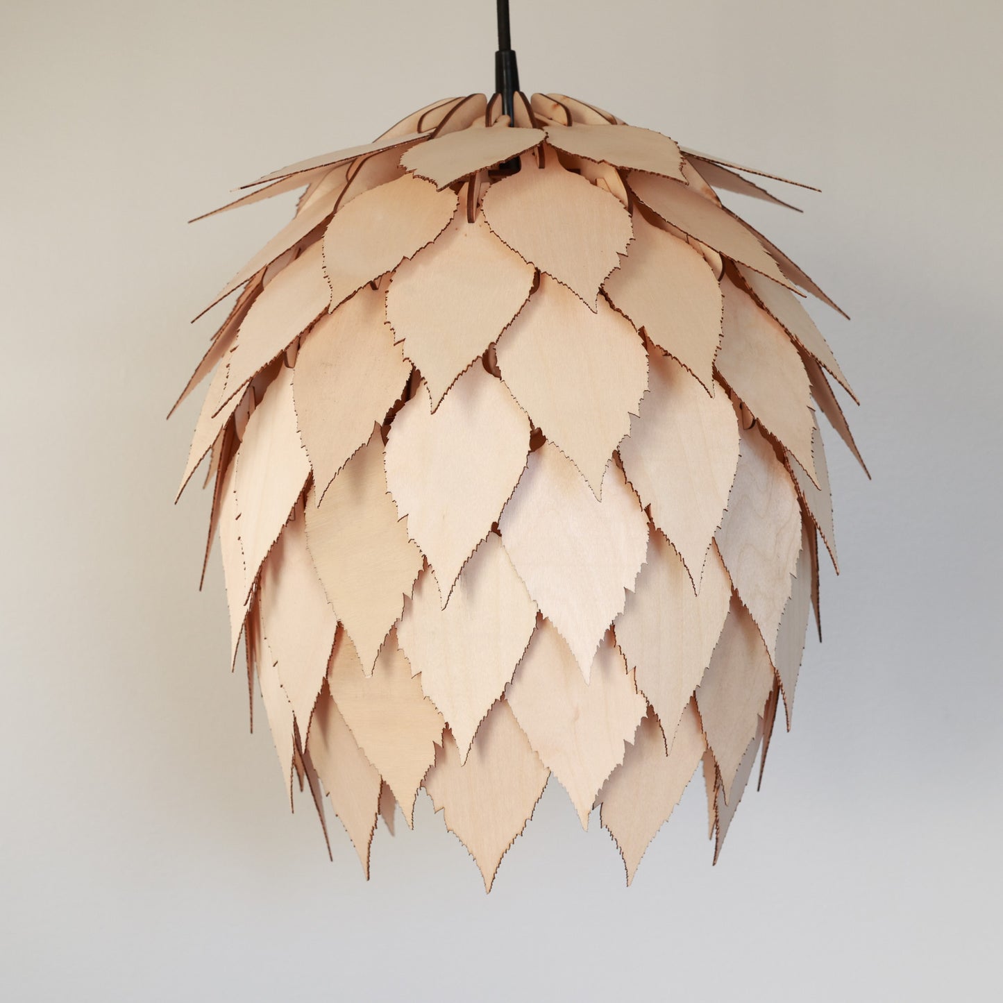 Betula pendula S